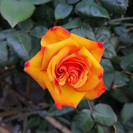 Rose Lägenhet *