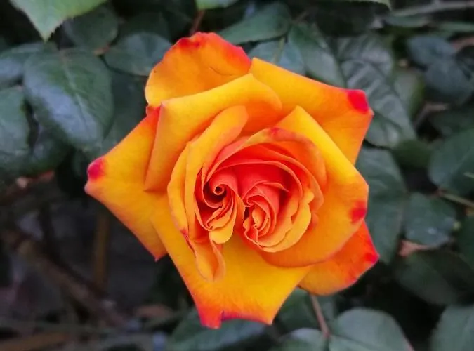 Rose Apartmán *