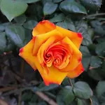 Rose Apartman *